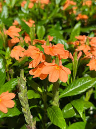 Image result for Crossandra