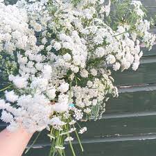 White flowers similar to baby's breath. Seasonal Alternatives To Baby S Breath Gypsophila The Petal Emporium Naturally Elegant Floral Design