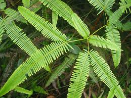 Image result for Pteris linearis