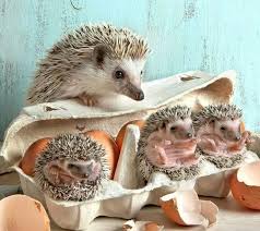 Pin By Ryleigh On Cute Animals From Around The World Hedgehog Pet Baby Animals Super Cute Cute Hedgehog