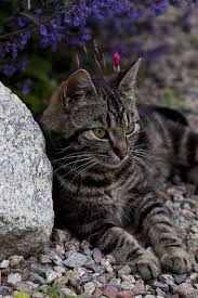 Looks Just Like Me Dear Sheeba Rip Love An Angel At My Table Hayvanlar Kedi Ve Yavru Kediler