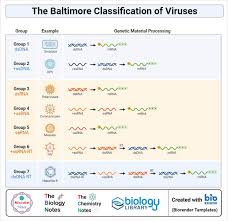 According to baltimore classification, viruses are. N X9p2yhcw2rm