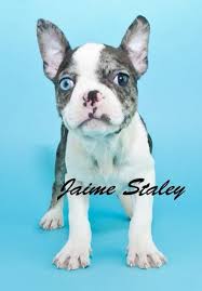 It is recommended that you thoroughly research all breeds involved in your mixed breed puppy to ensure that you are amenable and prepared for any of the possibilities. Boston Terrier French Bulldog Mix Puppies For Sale Pets Lovers