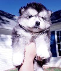 Adopt a pet from the aspca. Akc Siberian Husky Doberman Pinscher Puppies