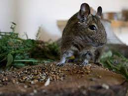 Forage Is Extremely Important For Degus Health See Httpforumdegus-international-communityorg Degu Degus Animals