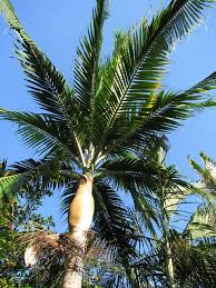 Image result for Dictyosperma