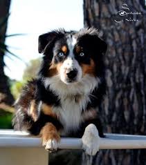 Le chien de famille par excellence, le berger australien ou australian shepherd, a quand même besoin d'un maître. Epingle Par Bambou Decroix Sur Mignon Photo Chien Berger Australien Chien Mignon