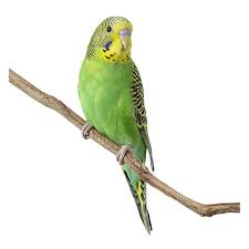 Each petco location varies on what species are in store, please contact your southington petco store for availability. Green Parakeet For Sale Live Pet Birds Petsmart