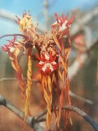 Image result for Strophanthus kombe
