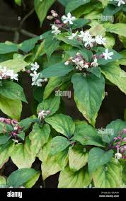 Image result for Clerodendrum rotundifolium