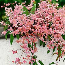 Clematis armandii 'apple blossom' other names. Clematis Armandii Apple Blossom Rosa Clematis Apple Blossom Flowering Vines Clematis Armandii