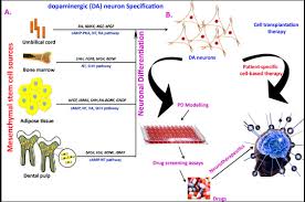 Many of the symptoms are due to a loss of neurons that produce a chemical messenger in your brain called. Parkinson S Disease Treatment With Stem Cell Therapy Swiss Medica