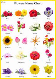 Some example of daily use sentences are given below. Flowers Name In English Pictures Videos Charts Ira Parenting All Flowers Name Flower Names Unique Flower Names