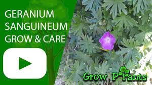Pin On Growing Plants Youtube