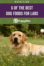 Labrador puppy food is specially formulated to meet the needs of growing pups. Best Dog Food For Labs Labrador Retrievers Top 6 Reviews Best Dog Food Labrador Retriever Dog Food Recipes