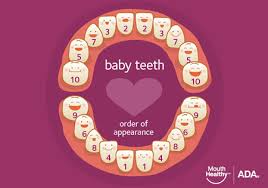 Baby Teeth American Dental Association