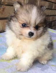 The pomeranian puppy is a proud dog, intelligent, eager to learn, very. Teacup Pomeranian Puppies For Sale Usa Canada Australia Uk