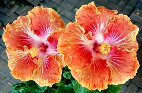 Plus, what to do if you see a struggling bee. Hidden Valley Hibiscus
