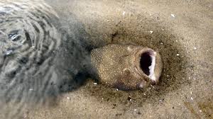 Trina squished her toes in the wet sand. Fish That Buries Itself In Sand Youtube