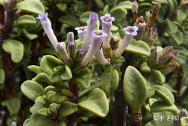 Image result for Periglossum mackenii
