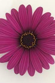 Find tips and guides to grow and maintain the perfect garden for your home. Westhoff Gelato Prune