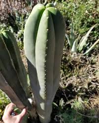 7 мин и 52 сек. This Is Trichocereus Tucson Fat Trichocereus