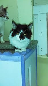 Domestic shorthairs come in all possible varieties of eye and coat color and patterns. Stickers Domestic Medium Hair Cat Hanfordsentinel Com