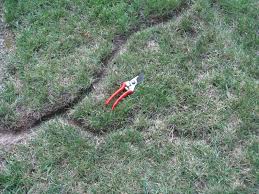 Common signs of moles in your yard surface tunnels dying grass and plants increase in weeds molehills Voles And Mice