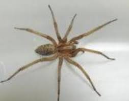 Wolf spiders are enemy spiders that appear in almost every level. Common Spiders Found In Central Oregon