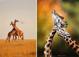 The Majestic Beauty Of Wild Animals Captured By Marina Cano Animals Wild Animals Wildlife Photography