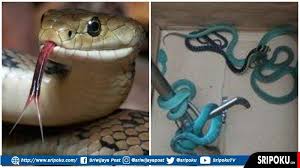 Betawi adalah salah satu suku di indonesia yang merupakan suku asli dari penduduknya yang bermukim di jakarta. Qrubsqaydrvmum