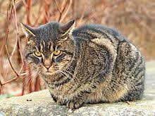 Sie stammen von der afrikanischen wildkatze ab und gehören zur familie der katzen und somit zu den säugetieren. Hauskatze Wikipedia