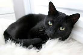 Is it possible to train them? Constipation In Cats Symptoms Causes Diagnosis Treatment Recovery Management Cost
