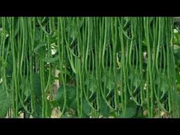 Bahkan, panjang daun ini dapat mencapai 50 cm. Agar Kacang Panjang Berbuah Lebat Lakukan Seperti Ini Part 5 Youtube