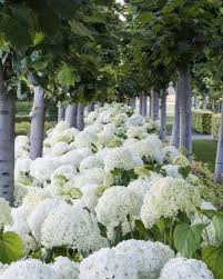 33 Beautiful Hydrangea Design Ideas Landscaping Your Front Yard Hydrangea Landscaping Hydrangea Garden Beautiful Hydrangeas
