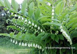 The seal of solomon (or ring of solomon; Solomons Seal Planting Propagation Growing Care For Solomon S Plants