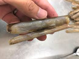 魚食普及推進センター - 大日本水産会