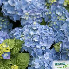 Image result for Hydrangea macrophylla bela obrázek