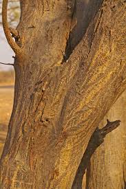 Image result for Albizia brevifolia