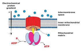 Atp synthase and its role in mitochondria during respiration and chloroplasts during photosynthesis. Atp Synthase Labster Theory