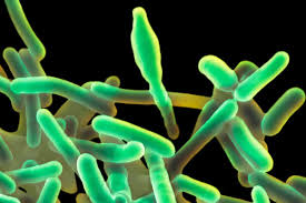 Until 1992, 10 species were known, each containing two subspecies. Everything You Need To Know About The Hospital Food Listeria Outbreak New Scientist