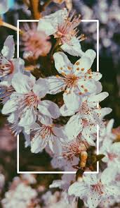 Best 5 indoor plants for your first apartment | vera casagrande. 30 Marvelous Flower Wallpaper For Sytle Your New Iphone Xtra Inspira Fotografia De Iphone Papel De Parede Para Iphone Flores Bonitas