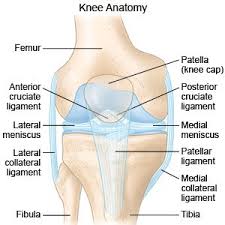 Check spelling or type a new query. Posterior Cruciate Ligament Injury What You Need To Know