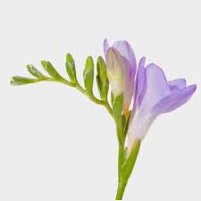 Purple Freesia Flower Freesia Flowers Wholesale Flowers Yellow Bridal Bouquets