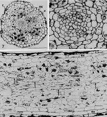 Image result for Exochaenium oliganthum