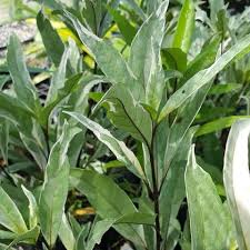 Image result for Justicia australis