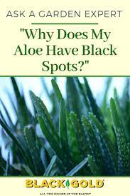 Why Does My Aloe Have Black Spots Black Spot Growing Aloe Vera Aloe Plant