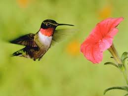 Clean the hummingbird feeder by rinsing with warm water. How To Make Hummingbird Nectar Diy Hummingbird Food Hgtv