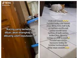Banyak orang yang senang dengan hewan yang satu ini, bahkan samapi contohnya, mimpi digigit kucing yang anda coba belai ialah peringatan jika anda perlu waspada. Cat Lovers Ini Sedih Ada Aturan Rt Jika Kucingnya Keliaran Akan Ditangkap Dan Dibuang Indozone Id