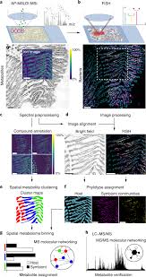 We did not find results for: Spatial Metabolomics Of In Situ Host Microbe Interactions At The Micrometre Scale Nature Microbiology